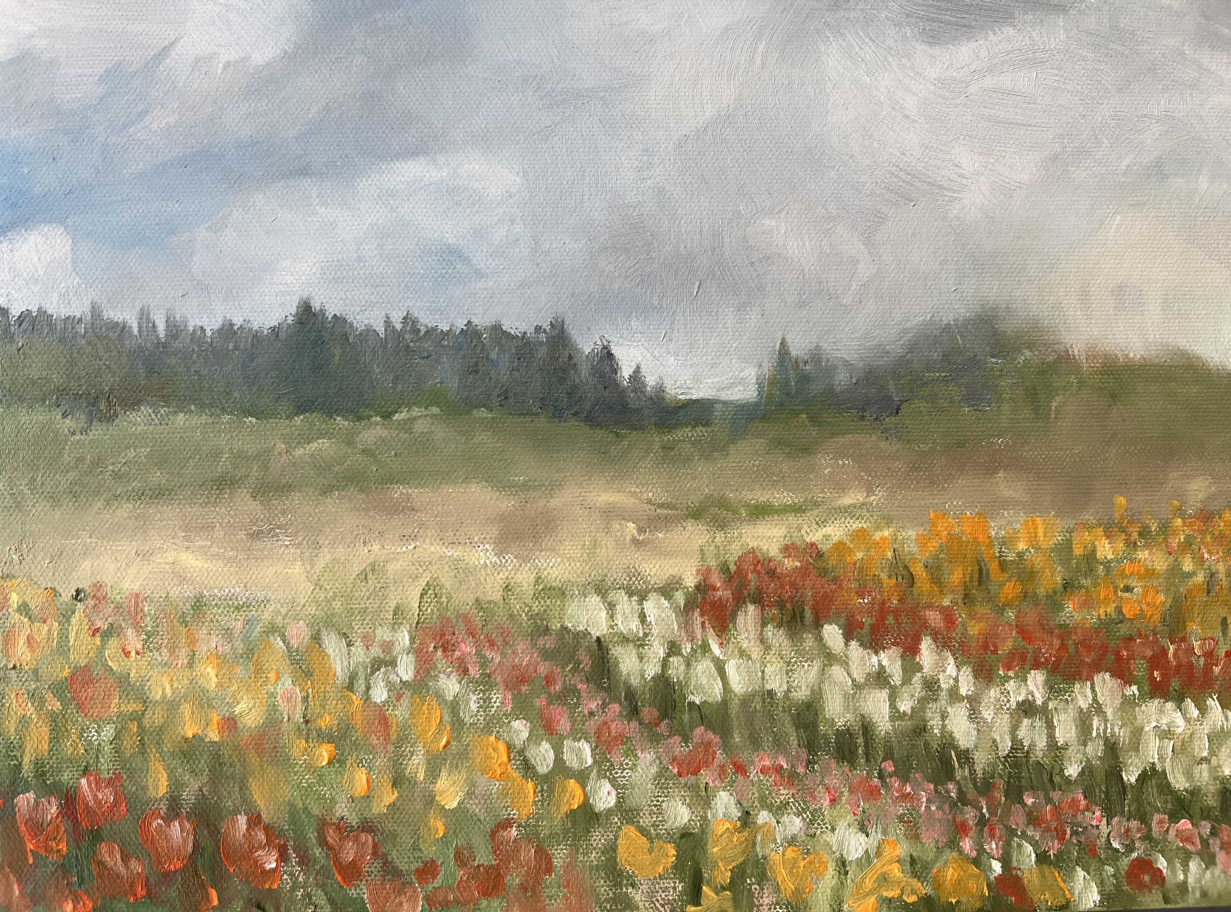 colorful Tulip fields can be found througout Clark County, Washington in the late spring